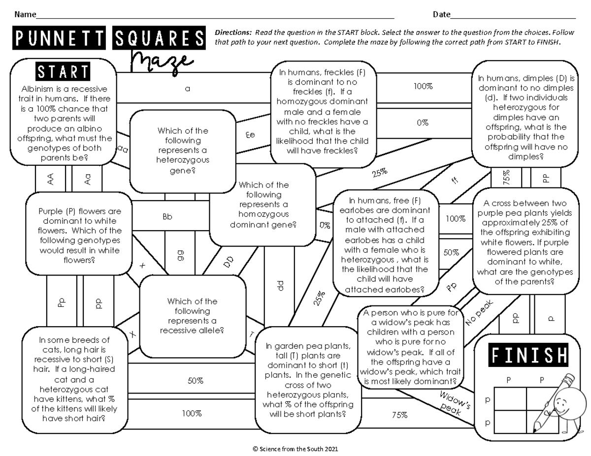 Punnett Square Maze P 100 75 Bb 75 PP 0 AA Aa Science From The South 2021 Studocu