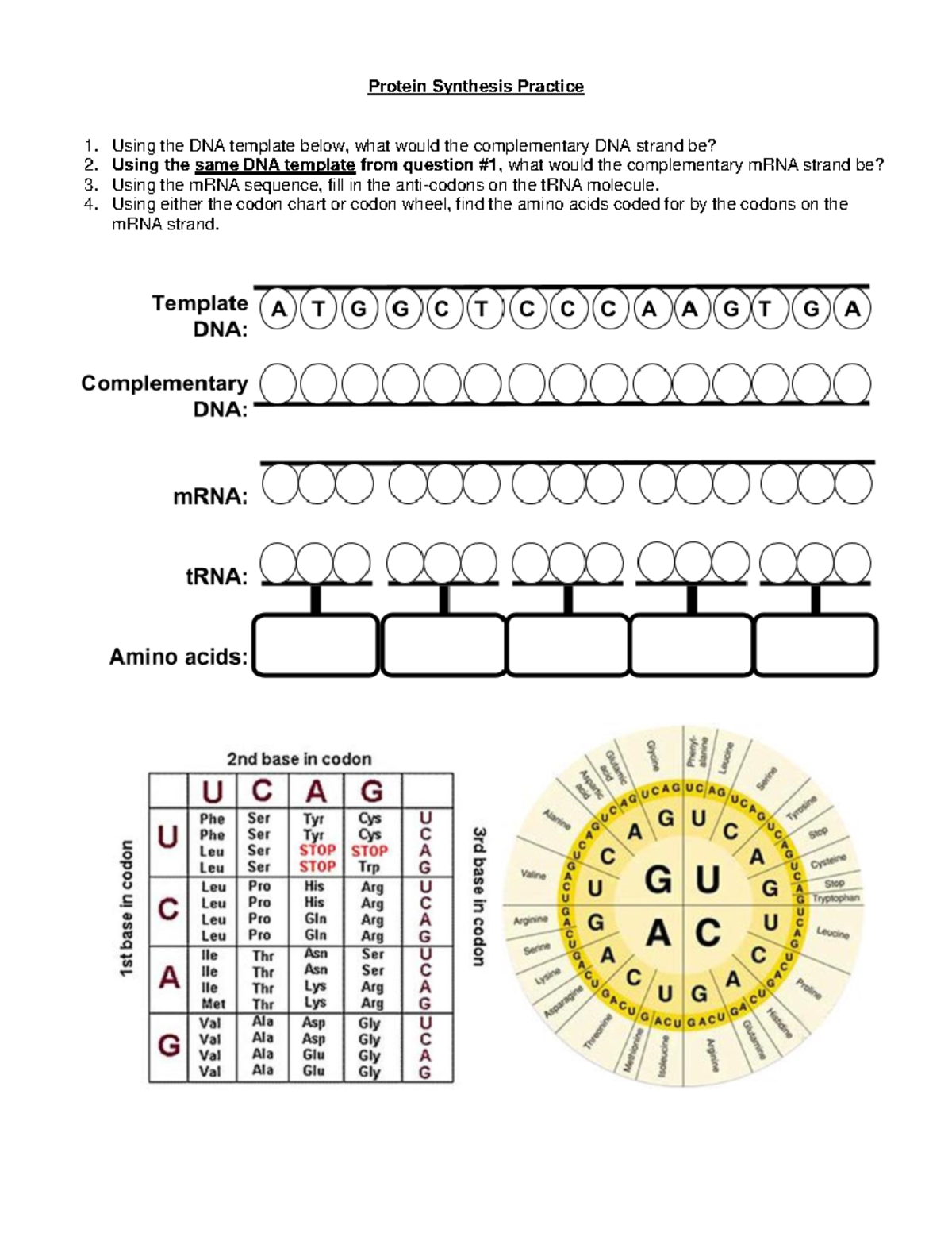 Protein Synthesis Worksheet Printable Protein Synthesis Worksheet Printable