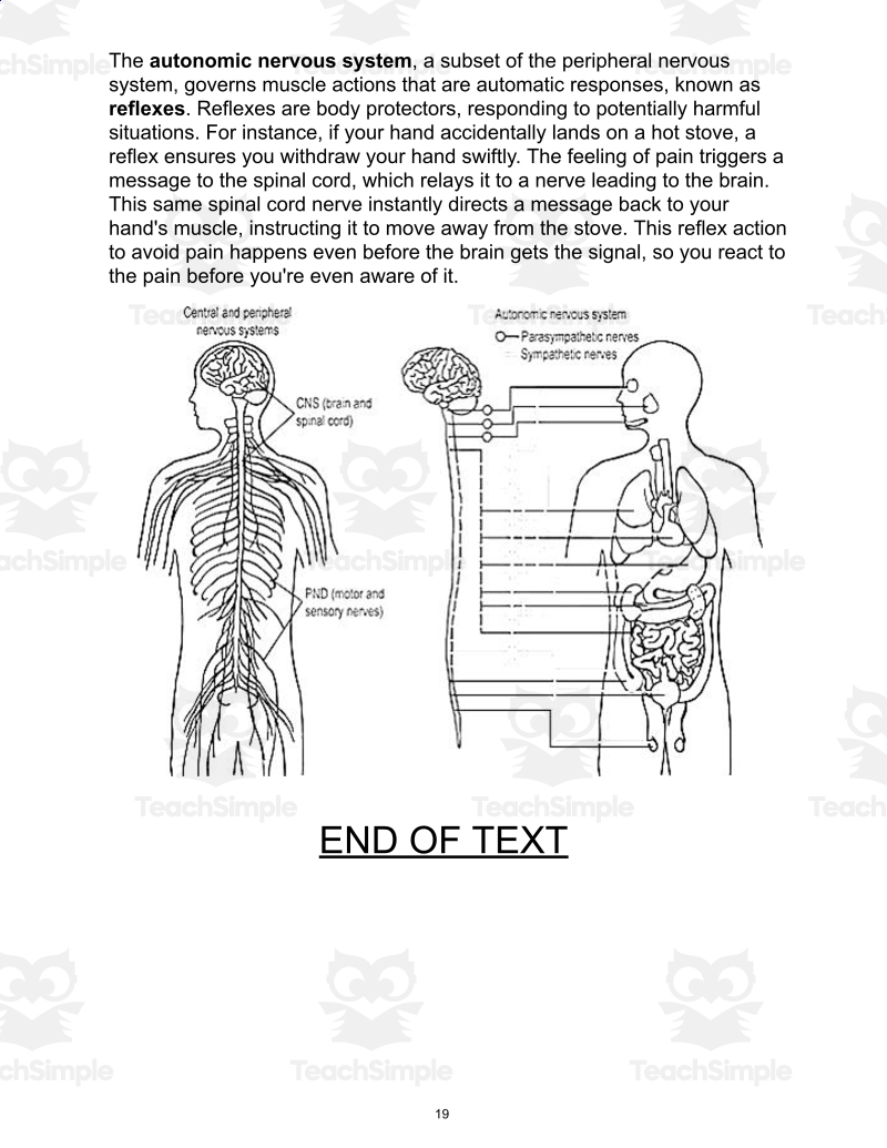 Science Reading Comprehension Passage 25 Nervous System PDF