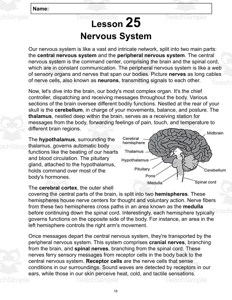 Science Reading Comprehension Passage 25 Nervous System PDF