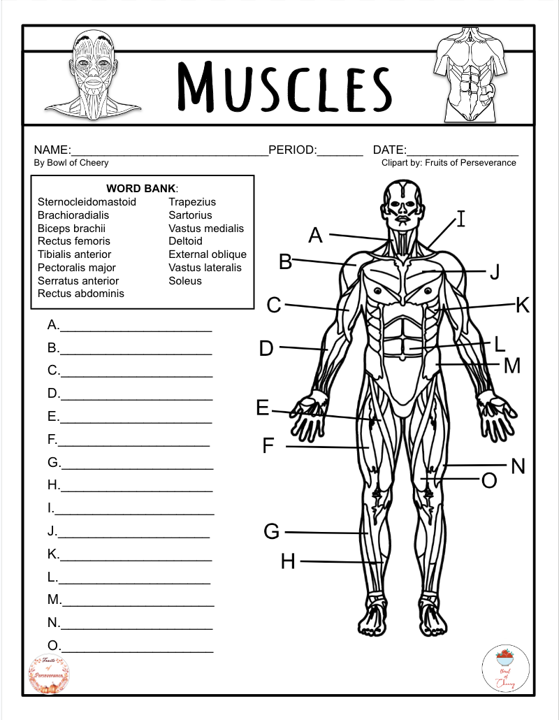 Skeletal Muscles Exam Quiz A P PDF Classful Skeletal Muscles Exam Quiz A P PDF Classful
