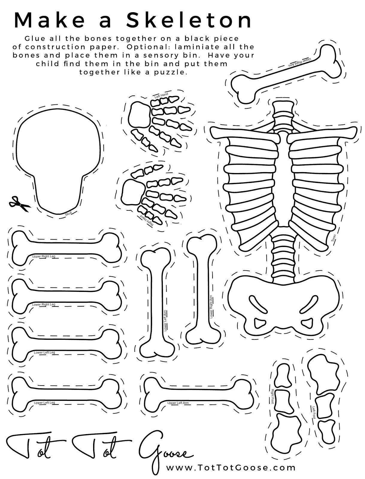 Skeletal System Worksheet Pdf Worksheet For Education