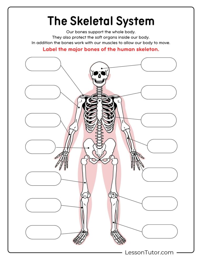Skeleton System Worksheets Free Coloring Pages PDF Printables And Worksheets Lesson Tutor