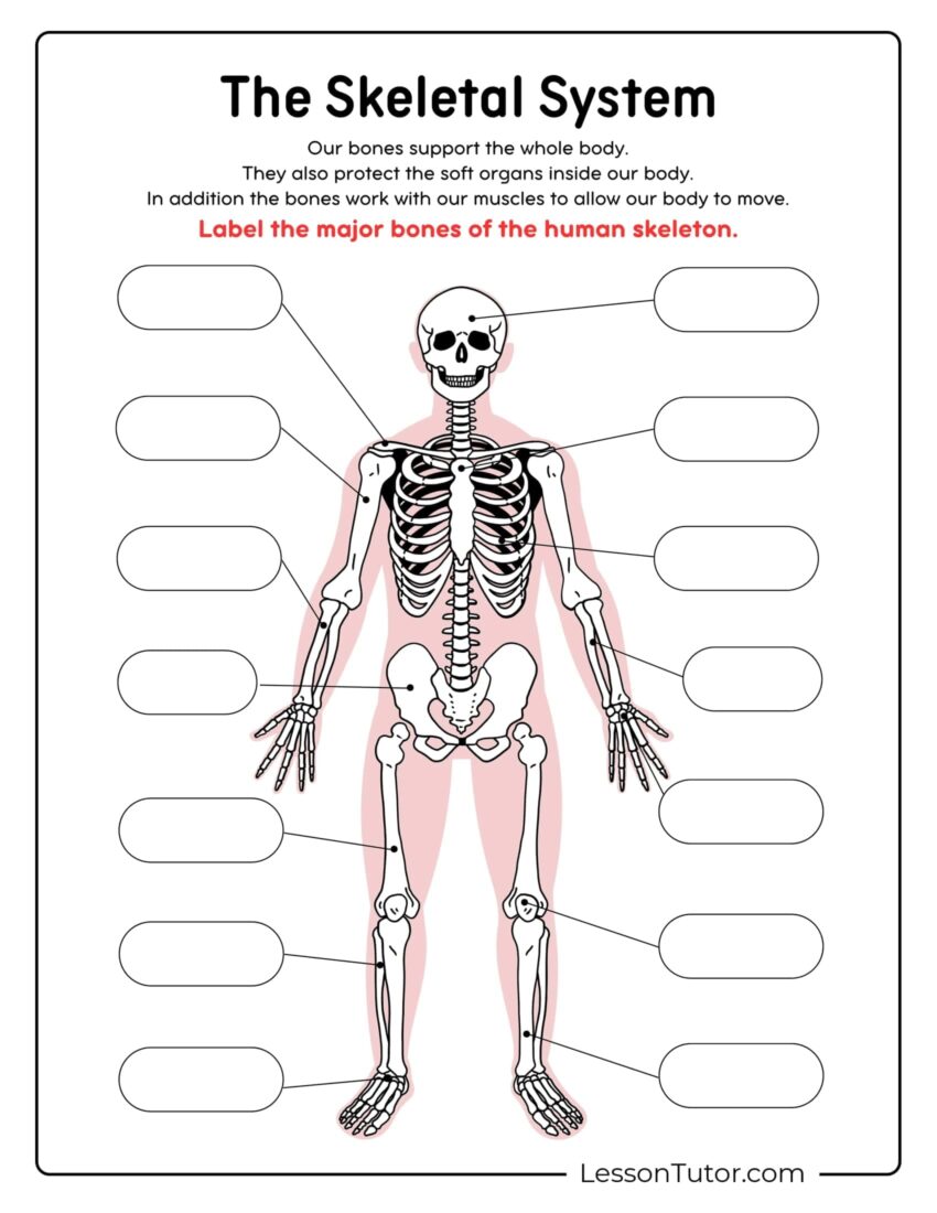 Skeleton System Worksheets Free Coloring Pages PDF Printables And Worksheets Lesson Tutor