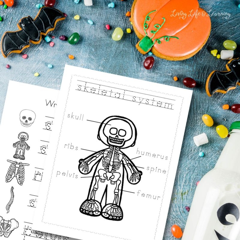Skeleton Printable Preschool Skeleton Printable Preschool
