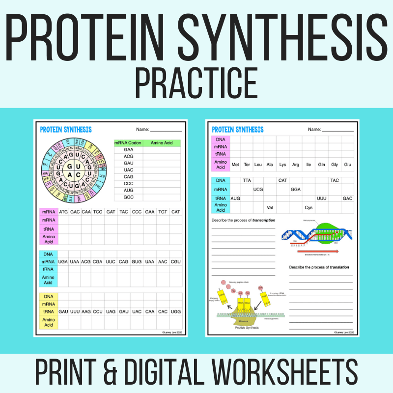 Step by Step Protein Synthesis Worksheet The Teach Simple Blog