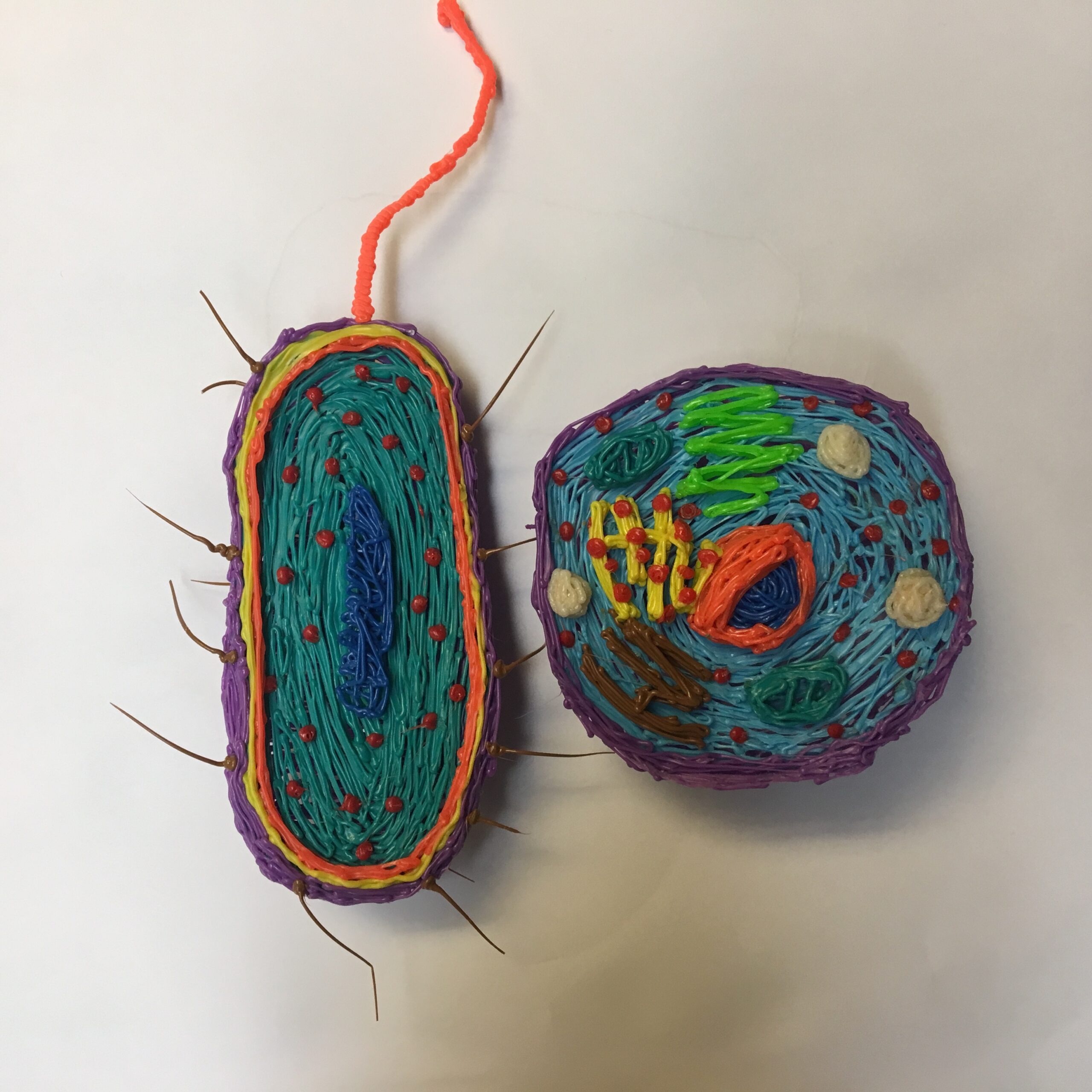 The Basic Unit Of Life Prokaryotic And Eukaryotic Cells STEM 3D Pen Lesson 3Doodler Education