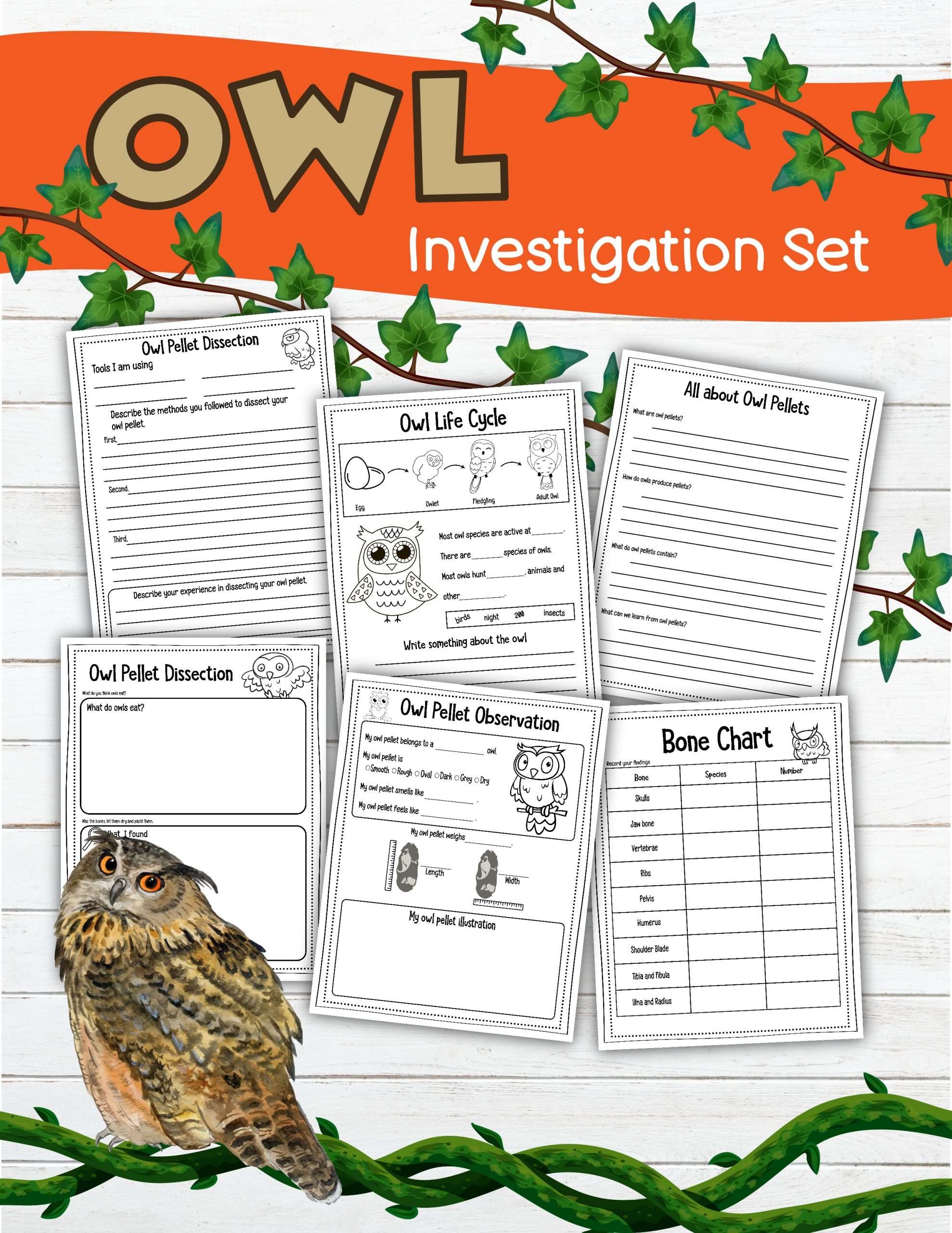 The Owl Pellet Investigation Pack Is Perfect For Recording Scientific Observations