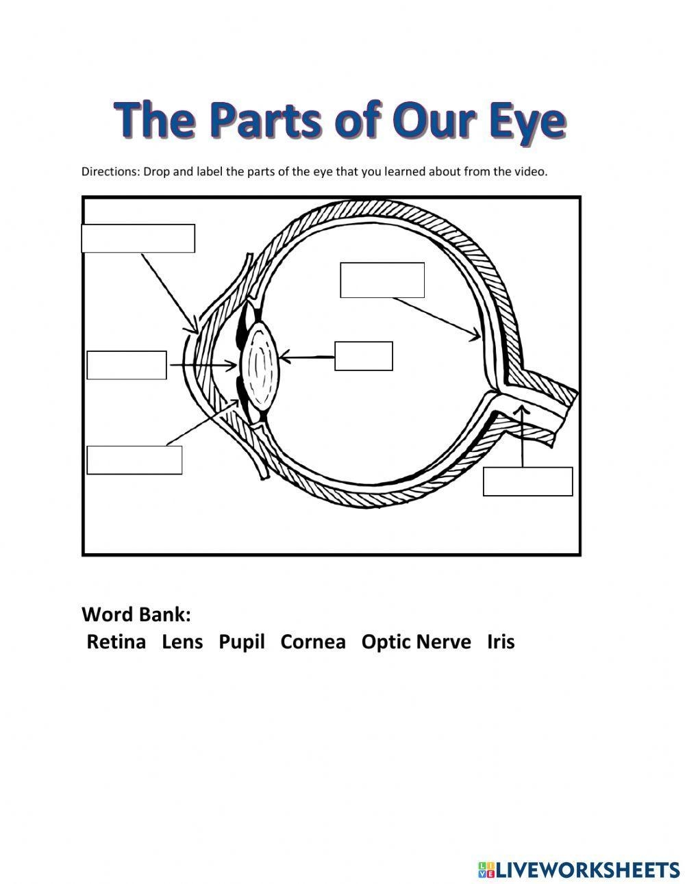 The Parts Of Our Eye Worksheet Worksheets Library Worksheets Library