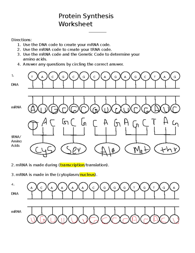 Visual Protein Synthesis Worksheet Protein Synthesis Worksheet Directions 1 Use The Studocu