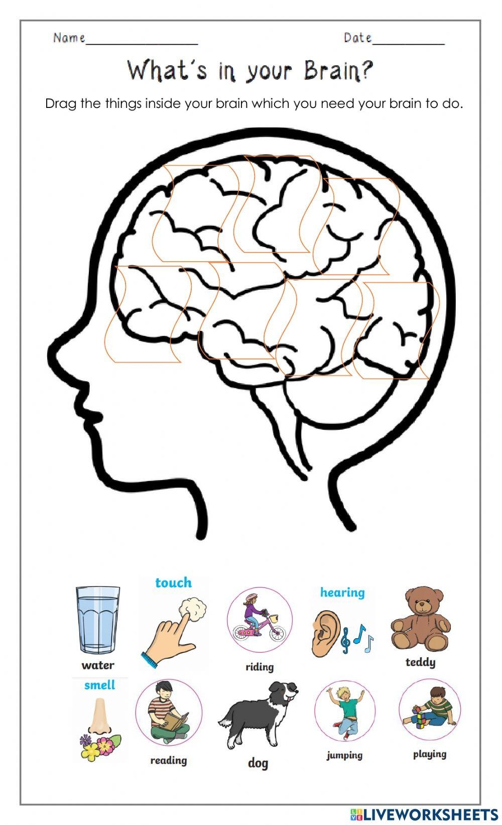 Whats In My Brain Worksheet Live Worksheets Worksheets Library