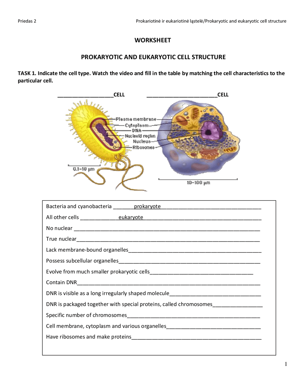 WORKSHEET PROKARYOTIC AND EUKARYOTIC CELL Exams Cell Biology Worksheets Library